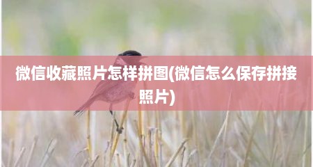 微信收藏照片怎样拼图(微信怎么保存拼接照片)