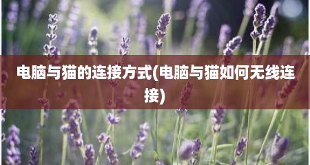 电脑与猫的连接方式(电脑与猫如何无线连接)