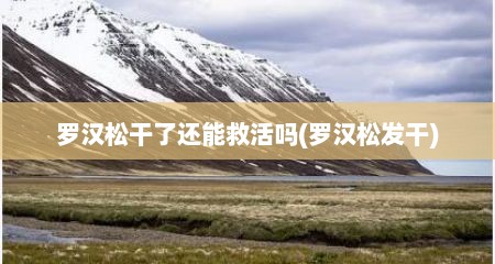罗汉松干了还能救活吗(罗汉松发干)