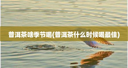 普洱茶啥季节喝(普洱茶什么时候喝最佳)