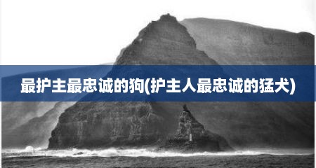 最护主最忠诚的狗(护主人最忠诚的猛犬)