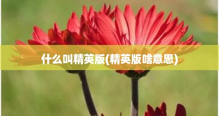 什么叫精英版(精英版啥意思)