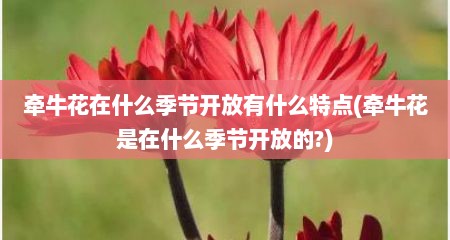 牵牛花在什么季节开放有什么特点(牵牛花是在什么季节开放的?)