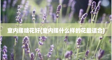 室内摆啥花好(室内摆什么样的花最适合)