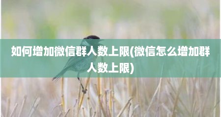 如何增加微信群人数上限(微信怎么增加群人数上限)