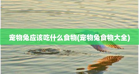 宠物兔应该吃什么食物(宠物兔食物大全)