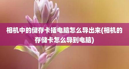 相机中的储存卡插电脑怎么导出来(相机的存储卡怎么导到电脑)