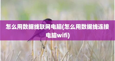 怎么用数据线联网电脑(怎么用数据线连接电脑wifi)
