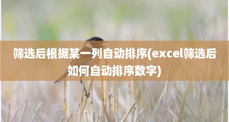 筛选后根据某一列自动排序(excel筛选后如何自动排序数字)