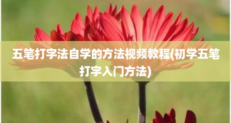 五笔打字法自学的方法视频教程(初学五笔打字入门方法)