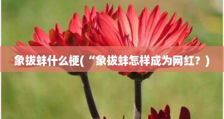 象拔蚌什么梗(“象拔蚌怎样成为网红？)