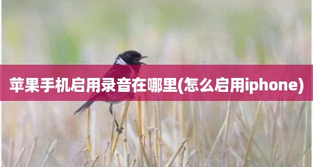 苹果手机启用录音在哪里(怎么启用iphone)