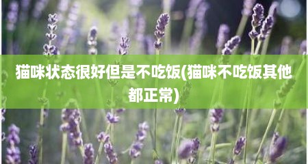 猫咪状态很好但是不吃饭(猫咪不吃饭其他都正常)