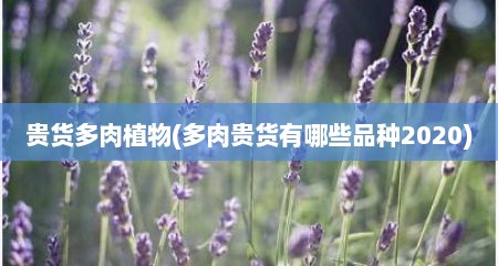 贵货多肉植物(多肉贵货有哪些品种2020)