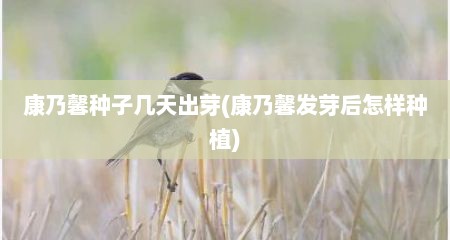 康乃馨种子几天出芽(康乃馨发芽后怎样种植)