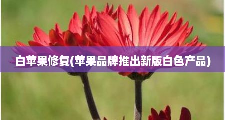 白苹果修复(苹果品牌推出新版白色产品)