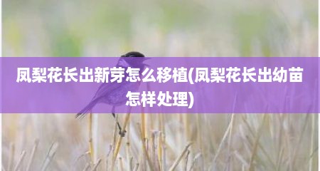凤梨花长出新芽怎么移植(凤梨花长出幼苗怎样处理)