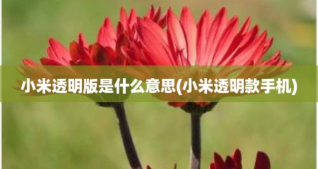 小米透明版是什么意思(小米透明款手机)