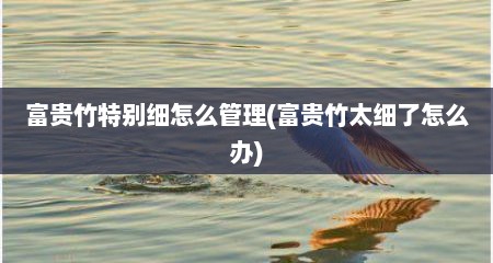 富贵竹特别细怎么管理(富贵竹太细了怎么办)