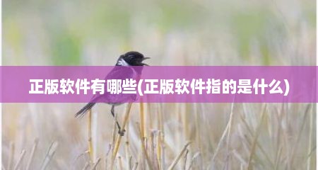 正版软件有哪些(正版软件指的是什么)