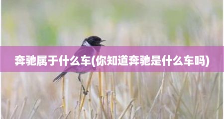 奔驰属于什么车(你知道奔驰是什么车吗)