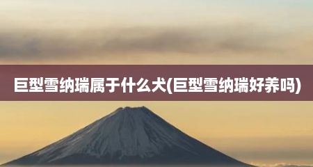 巨型雪纳瑞属于什么犬(巨型雪纳瑞好养吗)