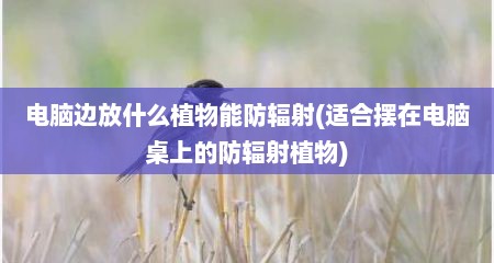 电脑边放什么植物能防辐射(适合摆在电脑桌上的防辐射植物)