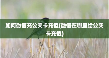 如何微信充公交卡充值(微信在哪里给公交卡充值)