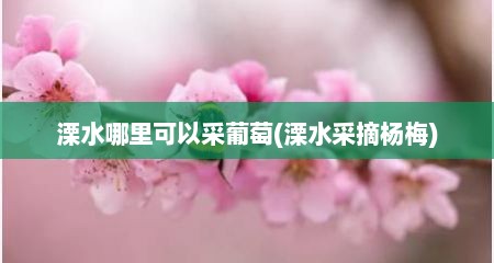 溧水哪里可以采葡萄(溧水采摘杨梅)