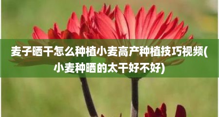 麦子晒干怎么种植小麦高产种植技巧视频(小麦种晒的太干好不好)