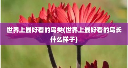 世界上最好看的鸟类(世界上最好看的鸟长什么样子)