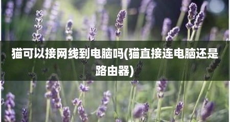 猫可以接网线到电脑吗(猫直接连电脑还是路由器)