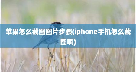 苹果怎么截图图片步骤(iphone手机怎么截图啊)