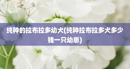 纯种的拉布拉多幼犬(纯种拉布拉多犬多少钱一只幼崽)
