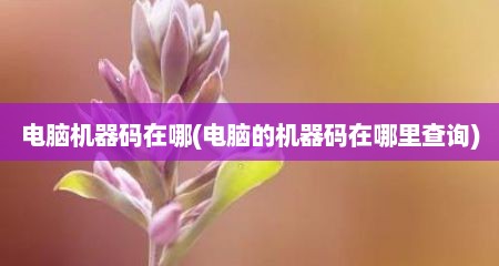 电脑机器码在哪(电脑的机器码在哪里查询)