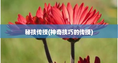 秘技传授(神奇技巧的传授)