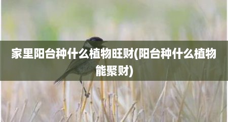 家里阳台种什么植物旺财(阳台种什么植物能聚财)