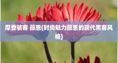 摩登骇客 薇恩(时尚魅力薇恩的现代黑客风格)