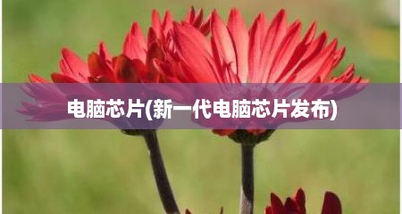 电脑芯片(新一代电脑芯片发布)