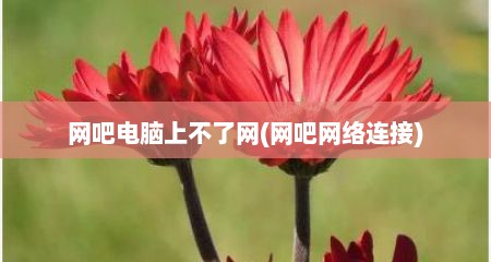网吧电脑上不了网(网吧网络连接)