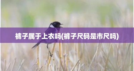 裤子属于上衣吗(裤子尺码是市尺吗)