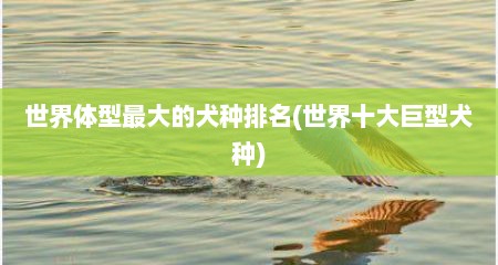 世界体型最大的犬种排名(世界十大巨型犬种)