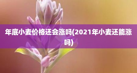 年底小麦价格还会涨吗(2021年小麦还能涨吗)