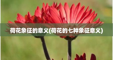 荷花象征的意义(荷花的七种象征意义)