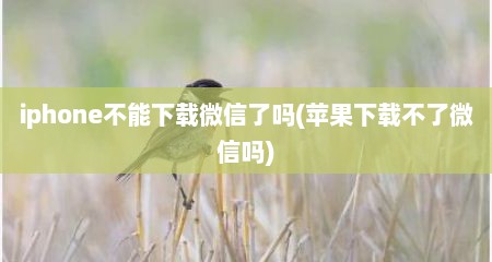 iphone不能下载微信了吗(苹果下载不了微信吗)