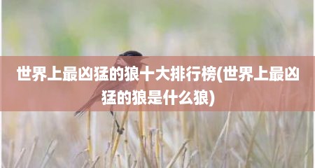 世界上最凶猛的狼十大排行榜(世界上最凶猛的狼是什么狼)