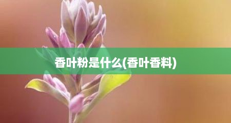 香叶粉是什么(香叶香料)