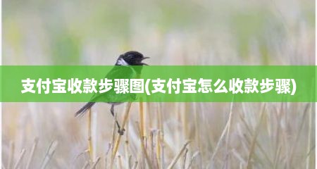 支付宝收款步骤图(支付宝怎么收款步骤)