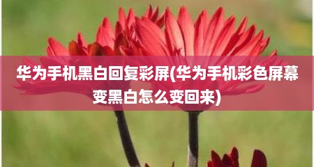 华为手机黑白回复彩屏(华为手机彩色屏幕变黑白怎么变回来)
