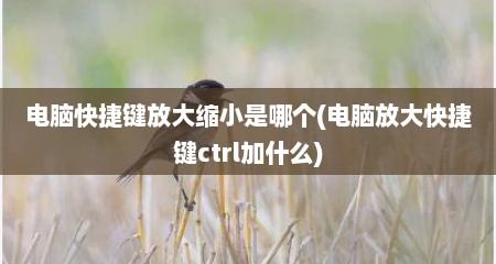 电脑快捷键放大缩小是哪个(电脑放大快捷键ctrl加什么)